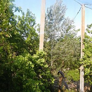 May. 2014 - Eagle Eyrie - Steller's Sea Eagle Flight Cage Panorama