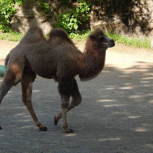 May. 2014 - Wildlife Canyon - Baby Jack