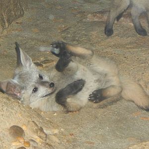 May. 2014 - Night Hunters - Bat-eared Fox Kit