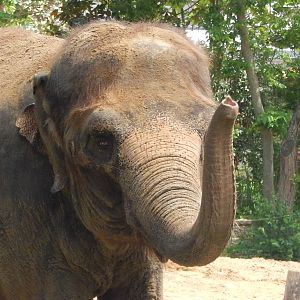 May. 2014 - Elephant Reserve (Jati) - Hi There!