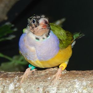 May. 2014 - Wings of the World - Gouldian Finch
