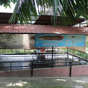 pool for arapaima (Arapaima gigas)