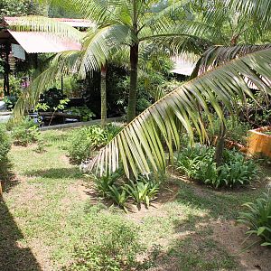 enclosure for smooth-fronted caiman