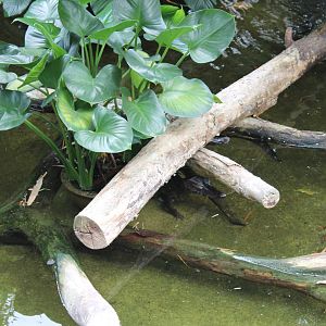smooth-fronted caiman (Paleosuchus trigonatus)