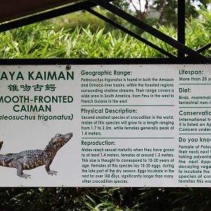 signage for smooth-fronted caiman