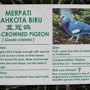 signage for blue crowned pigeons (Goura cristata)