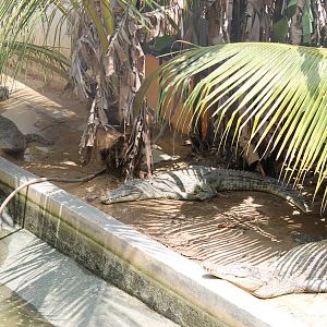 saltwater crocodiles (Crocodylus porosus)