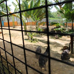 emu enclosure