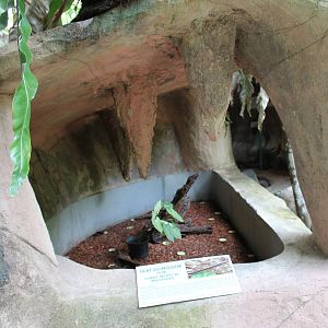 open-fronted enclosure for giant millipedes