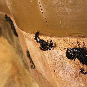 giant forest scorpions (Heterometrus spinifer)