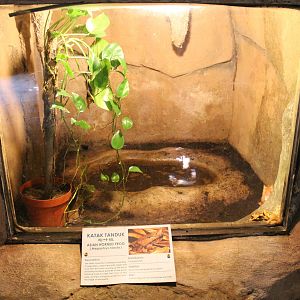 enclosure for horned frogs (Megophrys nasuta)