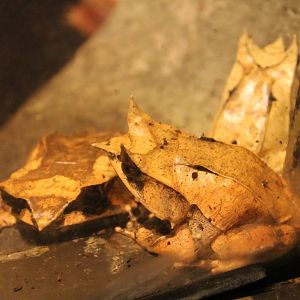 horned frogs (Megophrys nasuta)