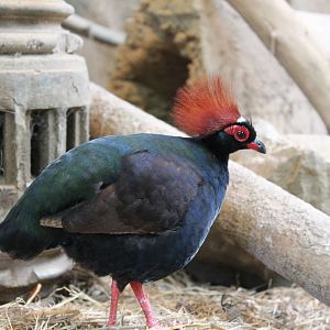 male roulroul or crested wood partridge (Rollulus rouloul)