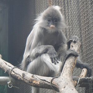 Phayre's leaf monkey at Kunming zoo 2014-5-12