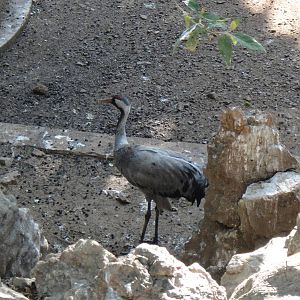 Common Crane at Kunming zoo 2014-5-13