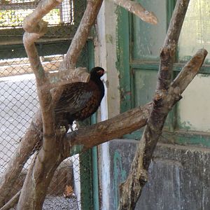 Sichuan Pheasant at Kunming zoo 2014-5-13