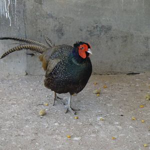 Green pheasant at Kunming zoo 2014-5-13