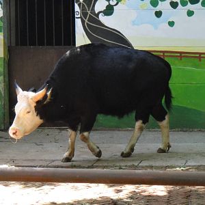 Gayal at Kunming zoo 2014-5-13