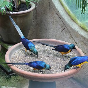golden-breasted starlings (Lamprotornis regius)