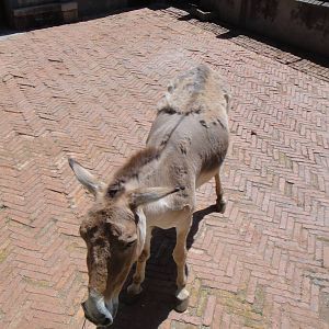 Mongolian wild ass at Kunming zoo 2014-5-13