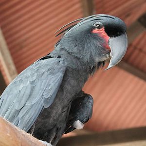 palm cockatoo (Probosciger aterrimus)