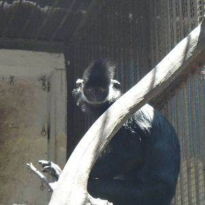 Hatinh langur at Kunming zoo 2014-5-13