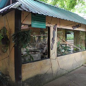 enclosure for basilisk (Basiliscus sp)
