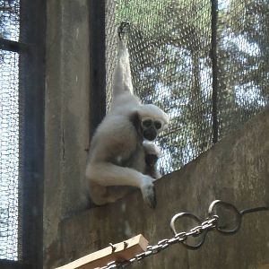 Eastern hoolock gibbon at Kunming zoo 2014-5-13