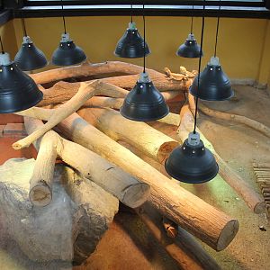 enclosure for bearded dragons (Pogona vitticeps)