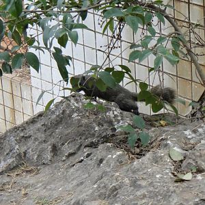 Wild Yunnan squirrel at Kunming zoo 2014-5-13