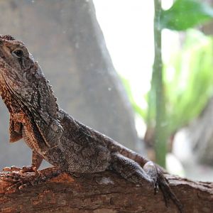 frilled lizard (Chlamydosaurus kingii)