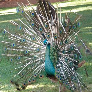 Green Peafowl at Kunming zoo 2014-5-13