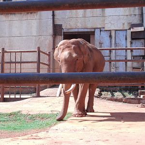 Asian Elephant at Kunming zoo 2014-5-13