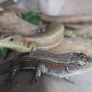 plated lizards (Gerrhosaurus spp)