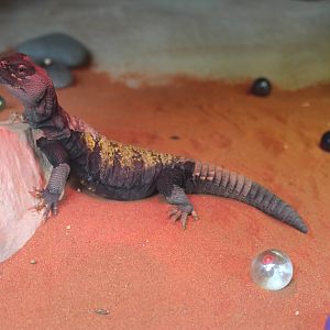 Mali uromastyx (Uromastyx maliensis)