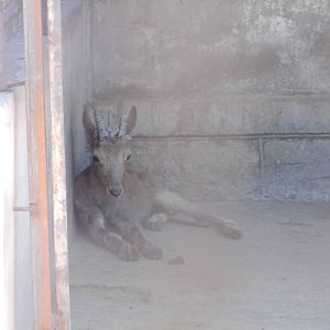 Ibex(Capra sibirica) at Kunming zoo 2014-5-13