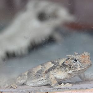 Texas horned lizard (Phrynosoma cornutum)