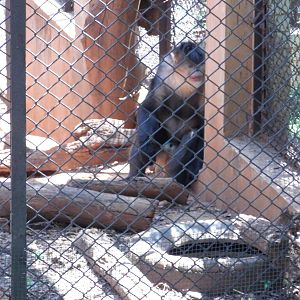Yunnan snub-nosed monkey at Kunming zoo 2014-5-13