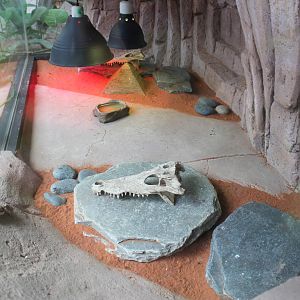 tank for Texas horned lizard (Phrynosoma cornutum)