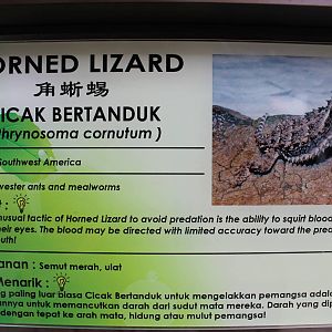 signage for Texas horned lizard (Phrynosoma cornutum)