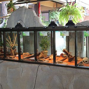 tanks for small lizards