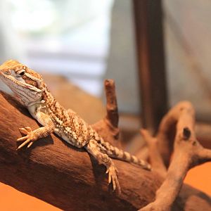 pigmy bearded dragon (Pogona henrylawsoni)