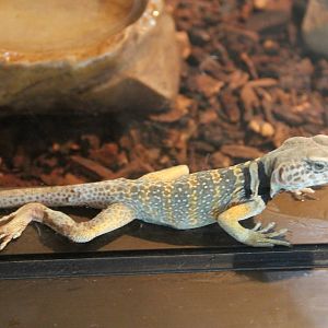 collared lizard (Crotophytus collaris)