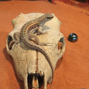 red-sided curly-tailed lizard (Leiocephalus schreibersii)