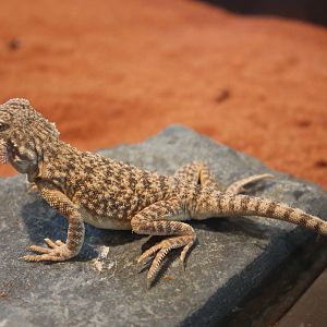 toad-headed agama (Phrynosoma sp.)