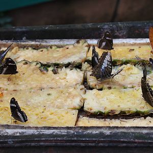 butterflies on pineapple slices