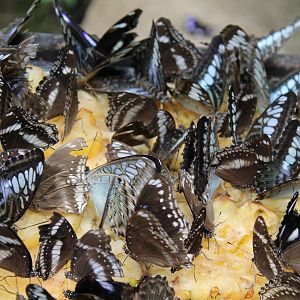 butterflies on pineapple slices