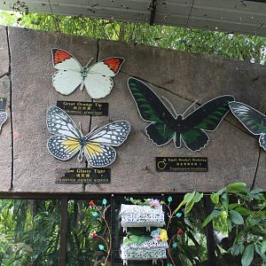 butterfly signage in the walk-through