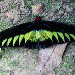 Rajah Brookes birdwing (Trogonoptera brookiana)