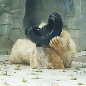 Polar Bear playing a tire